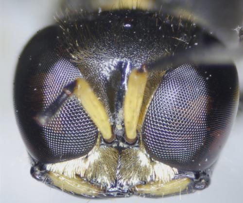 Réf. 187 701 : Ectemnius lapidarius
